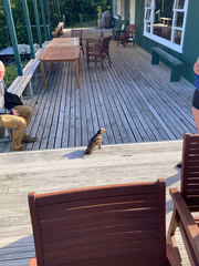 Nestor meridionalis septentrionalis