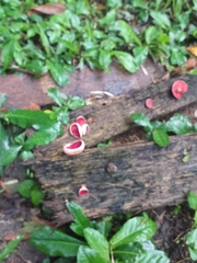 Phillipsia domingensis