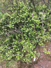 Metrosideros perforata