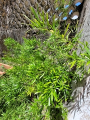 Asparagus falcatus