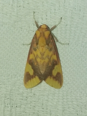 Symphlebia