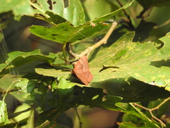Abisara bifasciata