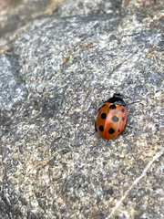 Coccinella undecimpunctata