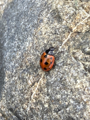 Coccinella undecimpunctata