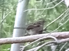 Zonotrichia albicollis