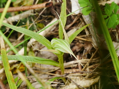 Pterostylis banksii