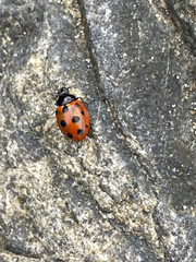 Coccinella undecimpunctata