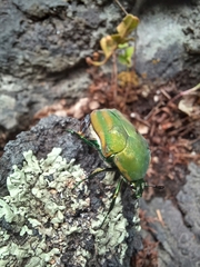Cotinis mutabilis perbosci
