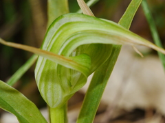 Pterostylis banksii