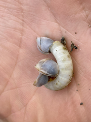 Spirula spirula