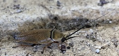 Ellipsidion