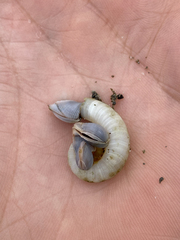 Spirula spirula