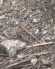 Microlophus occipitalis