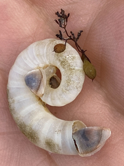 Spirula spirula
