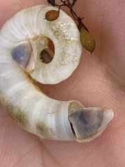 Spirula spirula