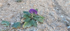 Phacelia crenulata ambigua