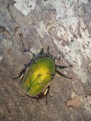 Cotinis mutabilis perbosci