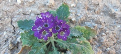 Phacelia crenulata ambigua