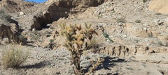 Cylindropuntia echinocarpa