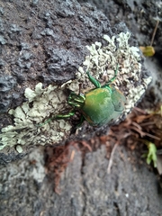 Cotinis mutabilis perbosci