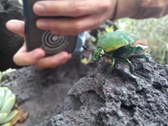 Cotinis mutabilis perbosci