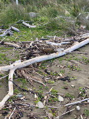 Gallirallus australis