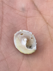 Coelotrochus viridis