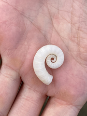 Spirula spirula