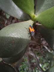 Melanopleurus bicolor