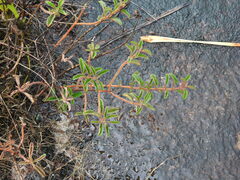 Ernestia confertiflora