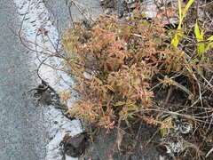 Ernestia confertiflora