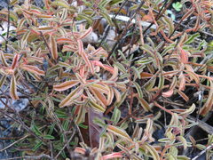 Ernestia confertiflora