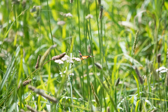 Danaus petilia