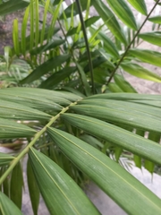 Arecoideae
