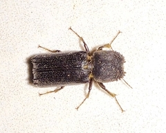 Amphicerus