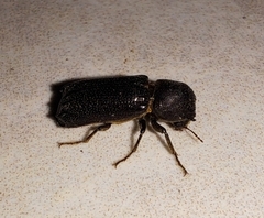 Amphicerus