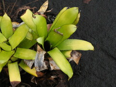 Aechmea melinonii