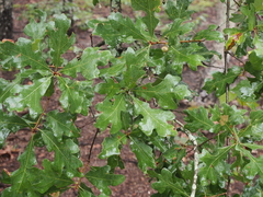 Quercus margaretiae