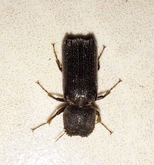 Amphicerus