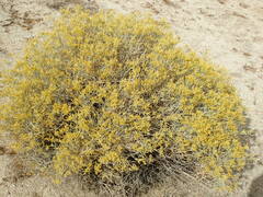 Ericameria nauseosa