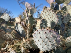 Opuntia macrocentra