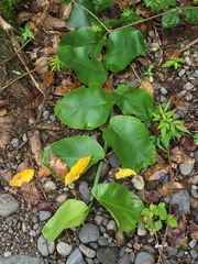 Monstera tuberculata