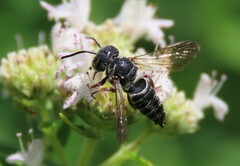 Coelioxys modestus