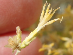 Ericameria nauseosa