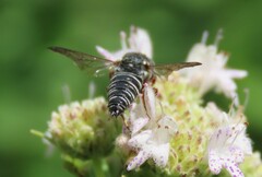 Coelioxys modestus