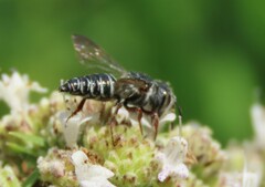 Coelioxys modestus