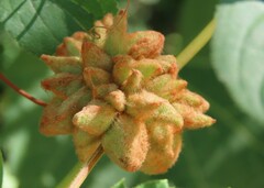 Ampelomyia vitiscoryloides