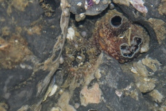 Anthopleura artemisia