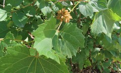 Ampelomyia vitiscoryloides