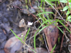 Utricularia hispida